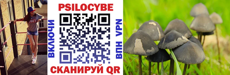 blacksprut зеркало  что такое наркотик  Шуя  Псилоцибиновые грибы Cubensis 
